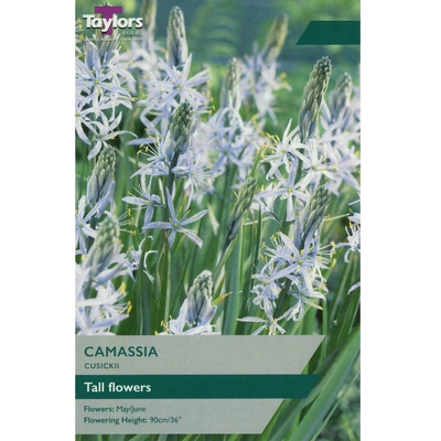 Taylors Camassia Cusickii