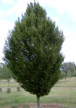 Carpinus betula Fastigiata