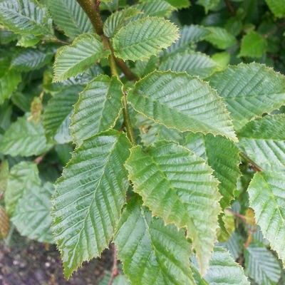 Carpinus betulus AGM