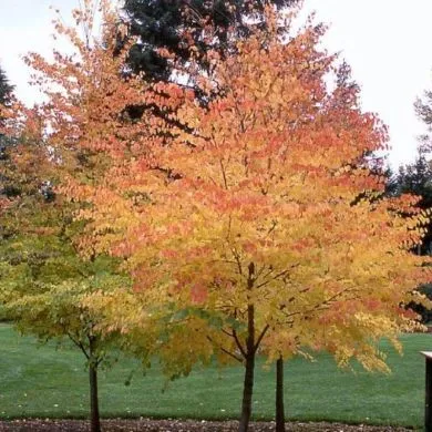 Cercidiphyllum japonicum AGM