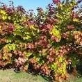 Cercis canadensis Eternal Flame