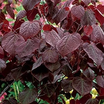 Cercis canadensis Forest Pansy