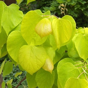 Cercis canadensis Hearts of Gold