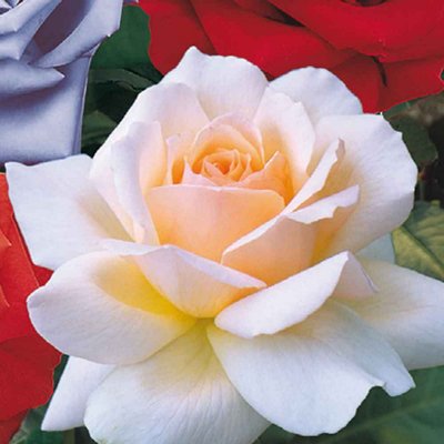 Chandos Beauty Hybrid Tea Bush Rose