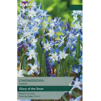 Taylors Chionodoxa Forbesii