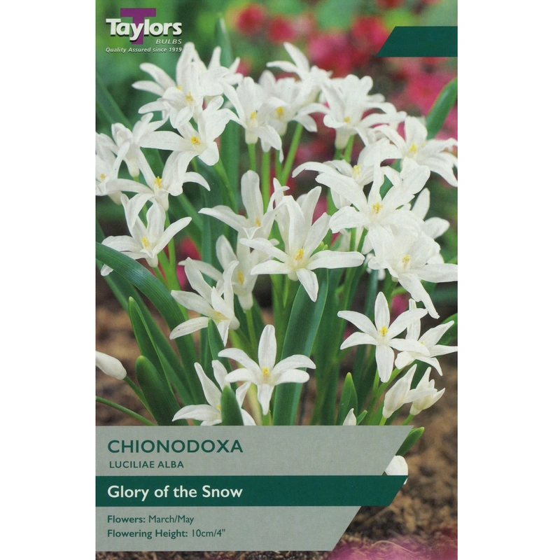 Taylors Chionodoxa Luciliae Alba