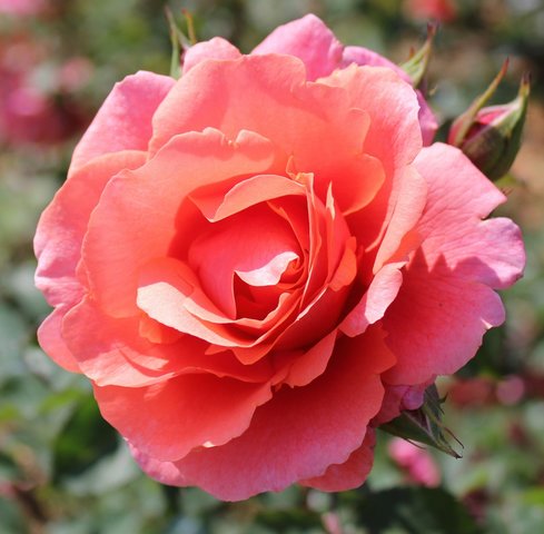 Ali Baba AGM Climbing Rose