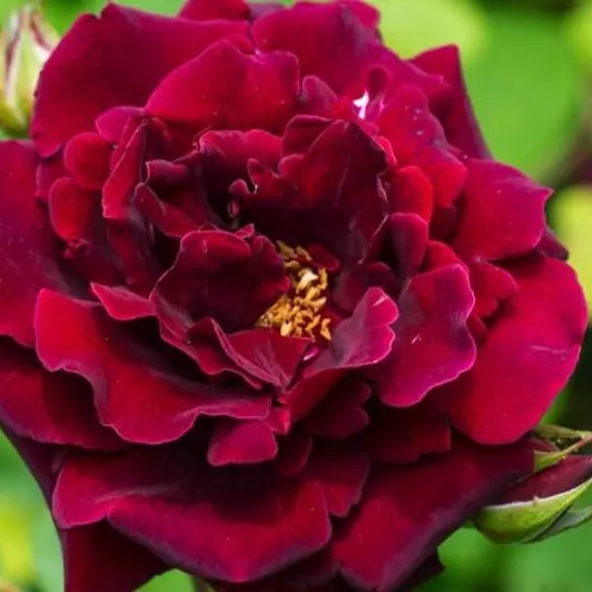 Etoile de Holland Climbing Rose