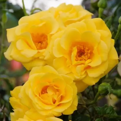 Climbing Rose Gardener's Glory AGM