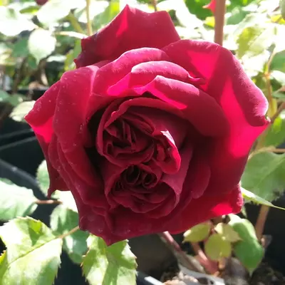 Climbing Rose Guinee