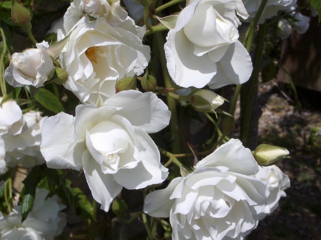 Iceberg Climbing Rose