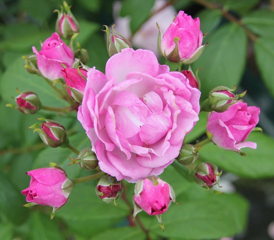 Lilac Bouquet Climbing Rose