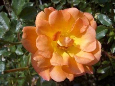 Maigold Climbing Rose
