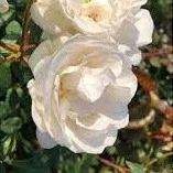 Climbing Rose Perfume Dreams