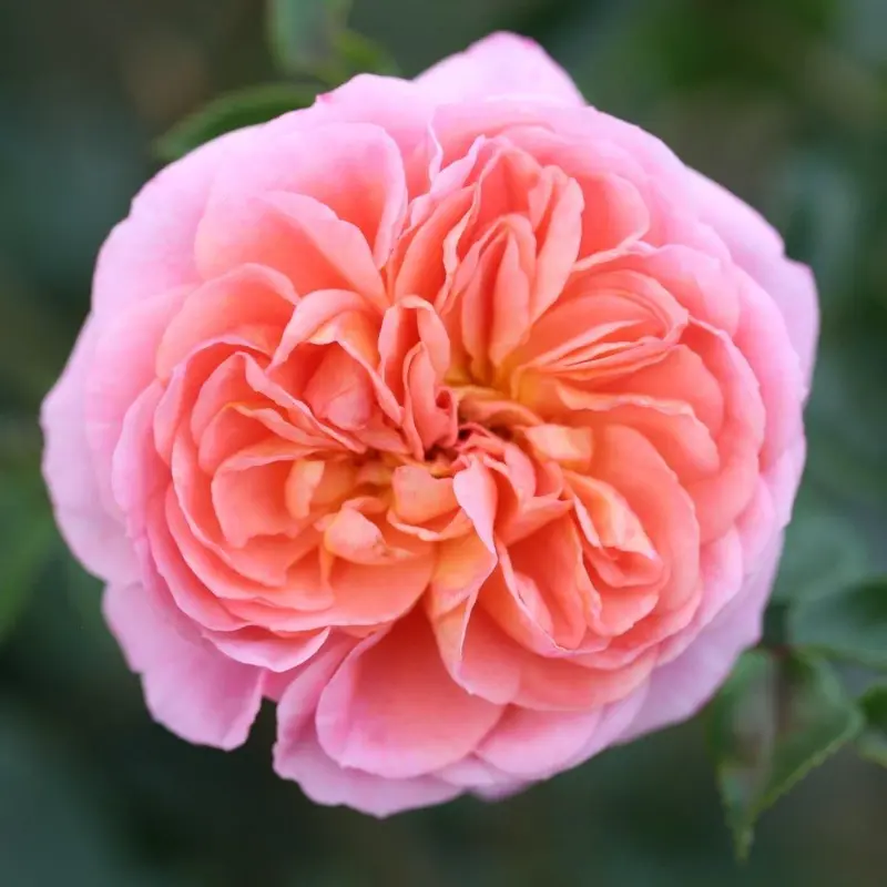 Climbing Rose Pirouette