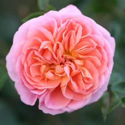 Climbing Rose Pirouette