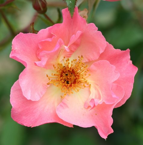 Summer Wine AGM Climbing Rose