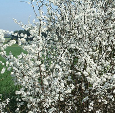 Common Blackthorn