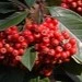 Cotoneaster waterii Cornubia AGM