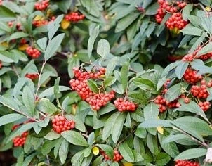 Cotoneaster x watereri John Waterer