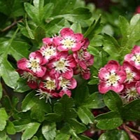 Crataegus  laevigata × media Crimson Cloud AGM