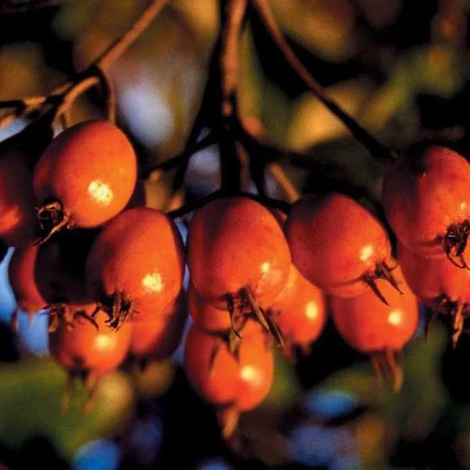 Crataegus Lavallei AGM