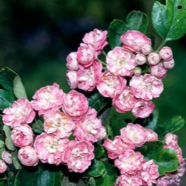 Crataegus Rosea Flore Pleno