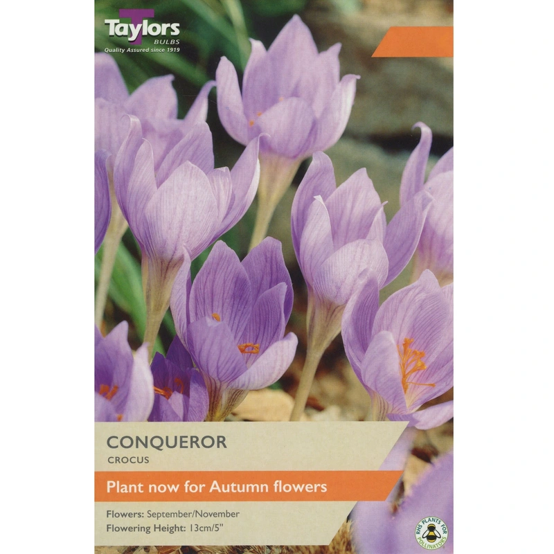 Taylors Crocus Conqueror