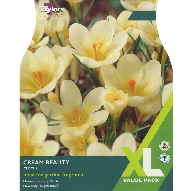 Taylors XL Crocus Cream Beauty