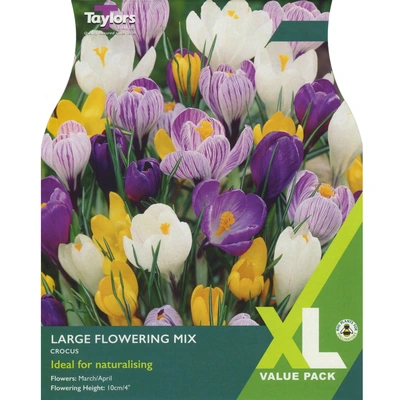 Taylors XL Crocus Large Flowering Mixed