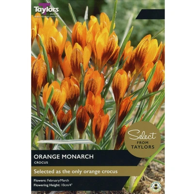 Taylors Select Crocus Orange Monarch