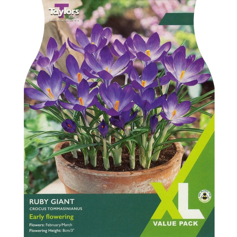 Taylors XL Crocus Ruby Giant