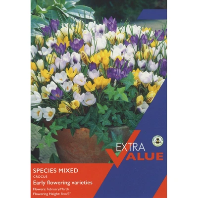 Taylors Extra Value Crocus Species Mixed