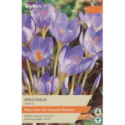 Taylors Crocus Speciosus