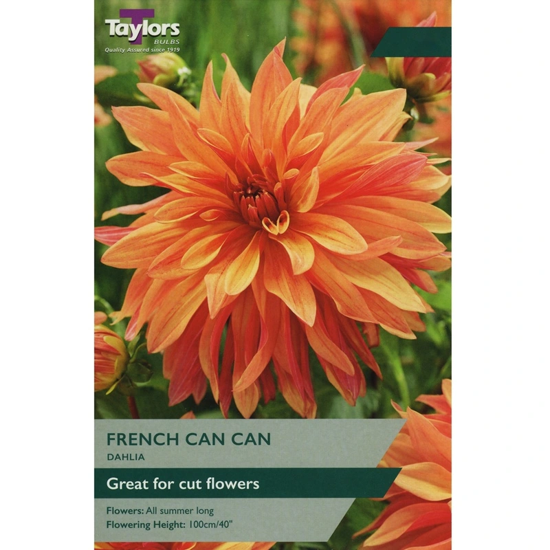 Taylors Dahlia French Can Can