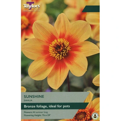 Taylors Dahlia Sunshine