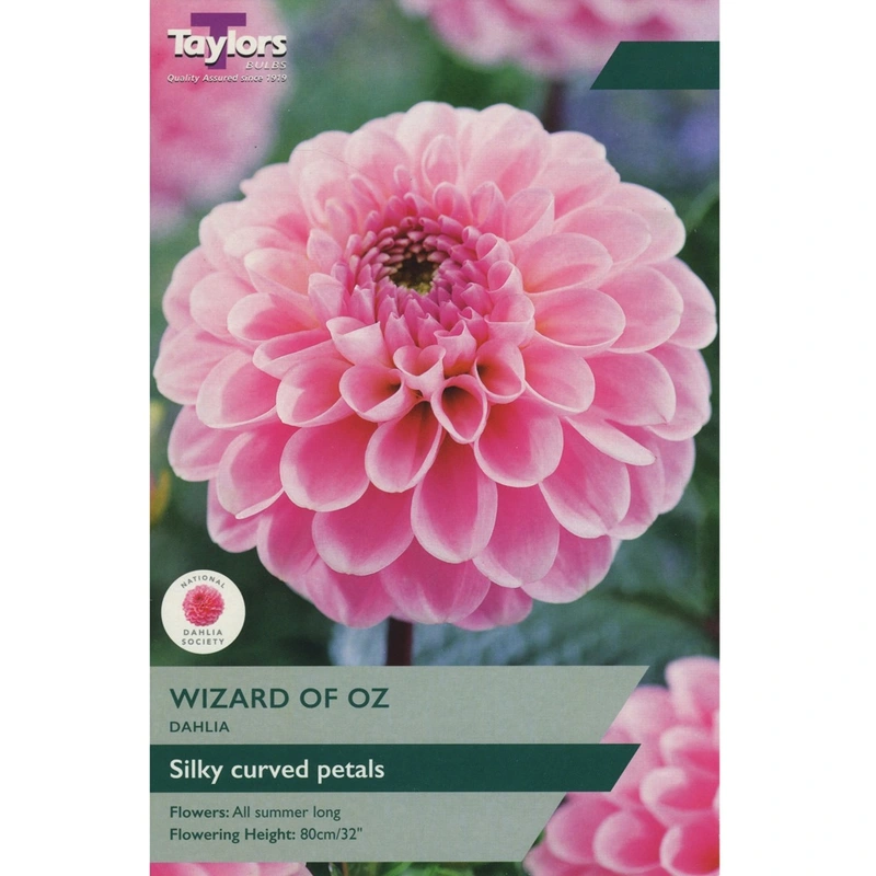 Taylors Dahlia Wizard Of Oz