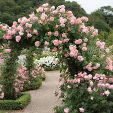 David Austin English Climbing Rose Strawberry Hill