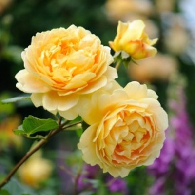 Golden Celebration AGM (Ausgold) - David Austin English Rose