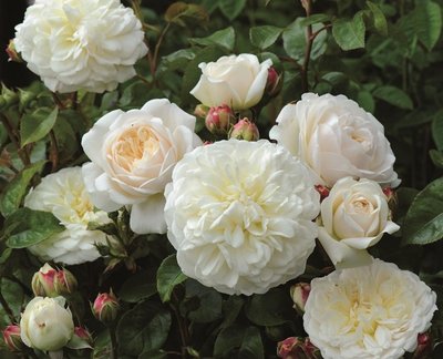 Tranquility (Ausnoble) David Austin English Rose