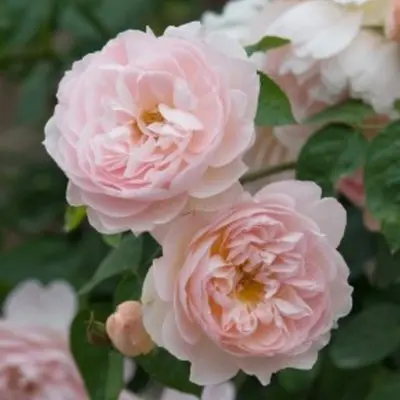 David Austin English Shrub Rose Gentle Hermione