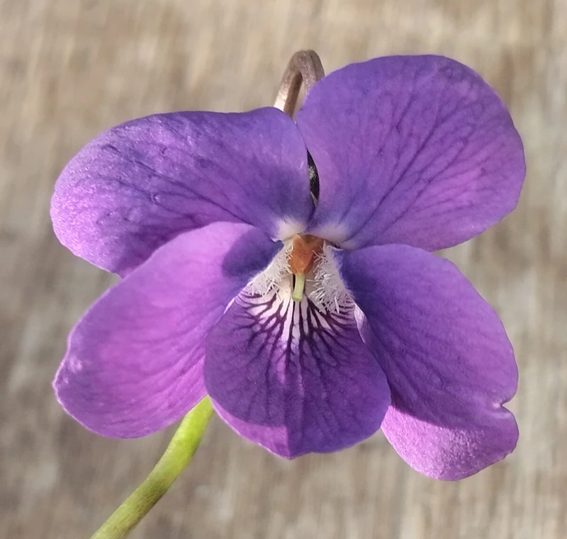 Emile Prévost Large Flowered Devon Type Violet