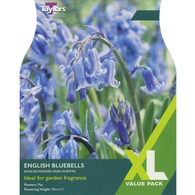 Taylors XL English Bluebells