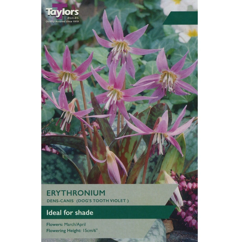 Taylors Erythronium Dens-Canis