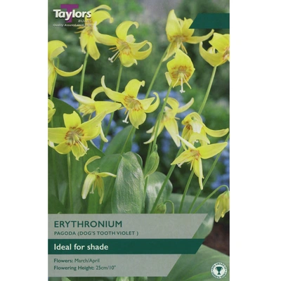 Taylors Erythronium Pagoda