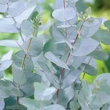 Eucalyptus Gunnii AGM