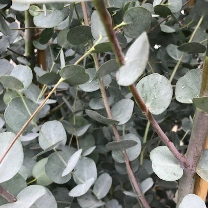 Eucalyptus gunnii Azura