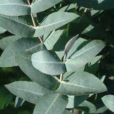 Eucalyptus nitens