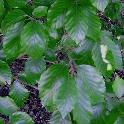 Fagus Sylvatica AGM