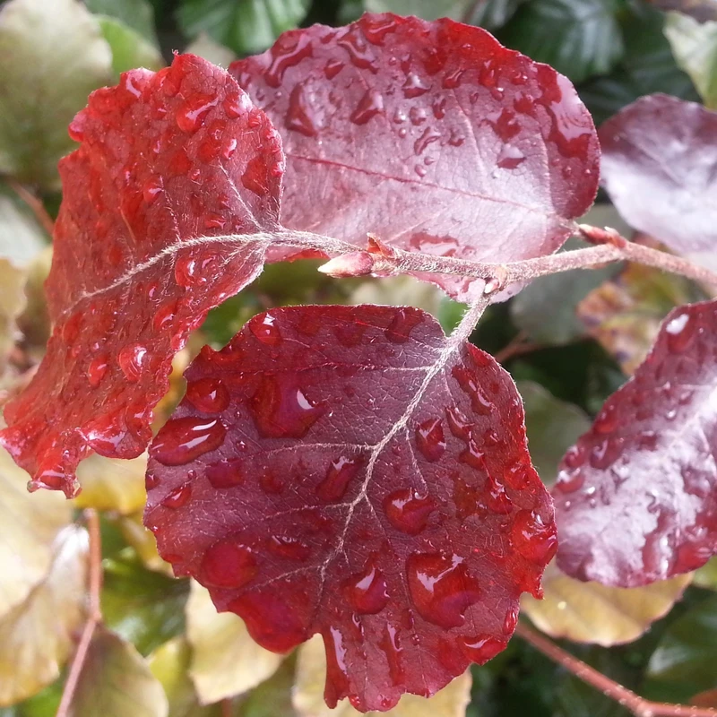 Fagus sylvatica purpurea